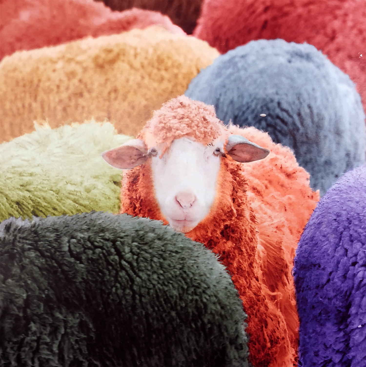 moutons multicolores